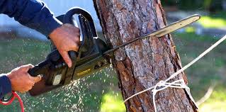 Best Commercial Tree Services  in Cheshire Village, CT