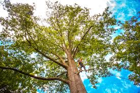 Cheshire Village, CT Tree Care Company