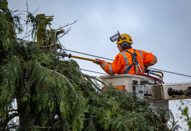 Best Root Management and Removal  in Cheshire Village, CT