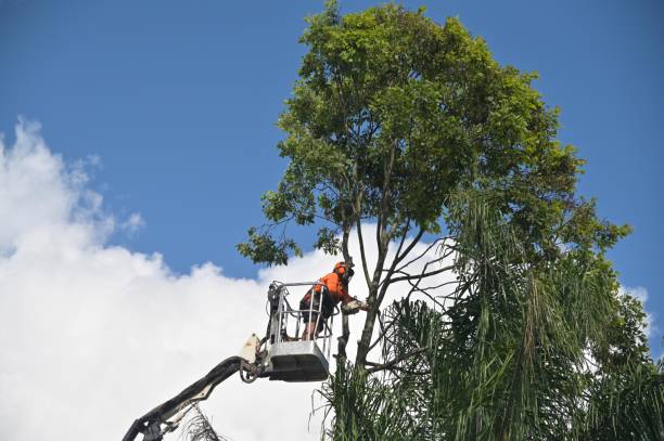  Cheshire Village, CT Tree Care Pros