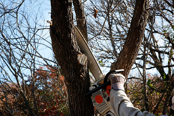 Best Utility Line Clearance  in Cheshire Village, CT