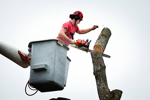 Best Storm Damage Tree Cleanup  in Cheshire Village, CT