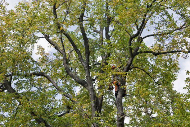 How Our Tree Care Process Works  in  Cheshire Village, CT